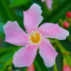 Oleandro: tutte le informazioni, curiosità e dettagli su questa pianta