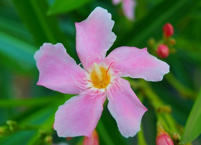 Oleandro: tutte le informazioni, curiosità e dettagli su questa pianta