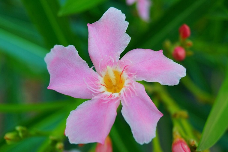 oleandro colore-rosa-pianta-giardino