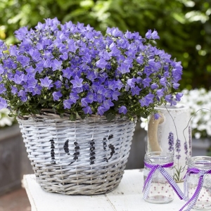 Piante per balconi: tutte le soluzioni per un angolo sempre fiorito