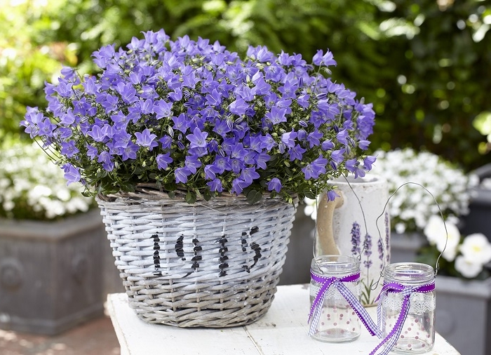 Piante per balconi: tutte le soluzioni per un angolo sempre fiorito