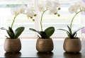 Fiori da interno: ecco alcune varietà perfette per l’appartamento