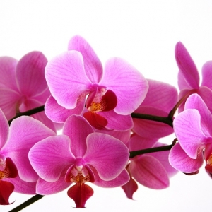 Fiori da interno: ecco alcune varietà perfette per l’appartamento