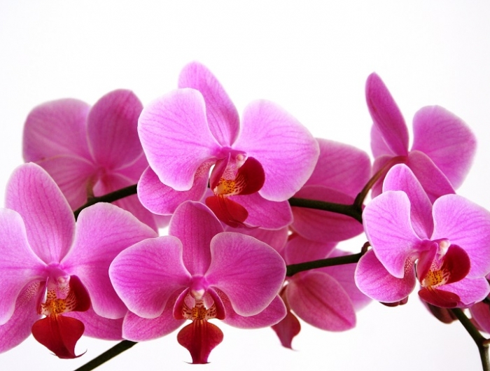 Fiori da interno: ecco alcune varietà perfette per l’appartamento