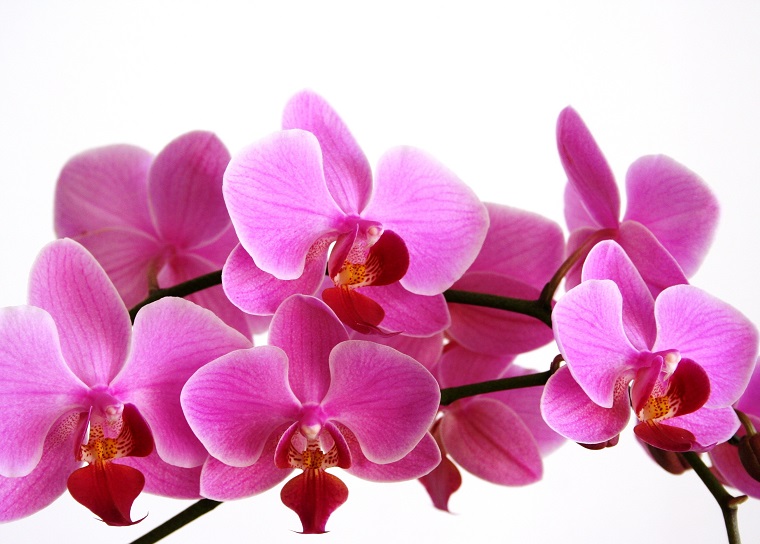 fiori-da-appartamento-orchidee-fucsia
