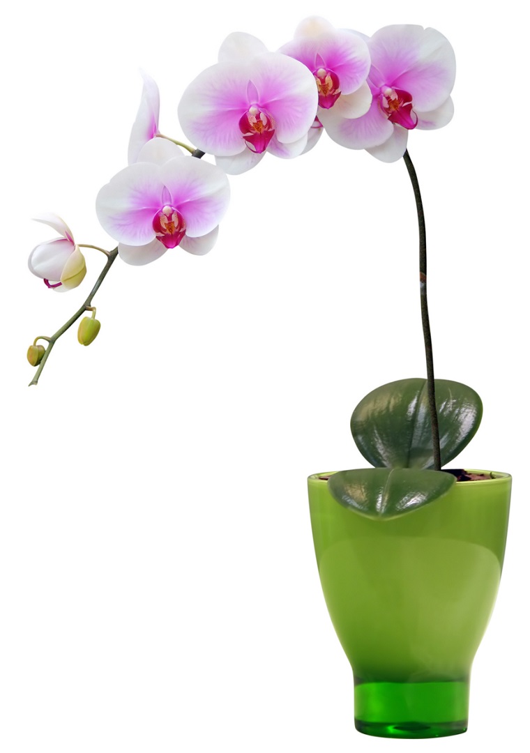 fiori-da-appartamento-splendide-orchidee