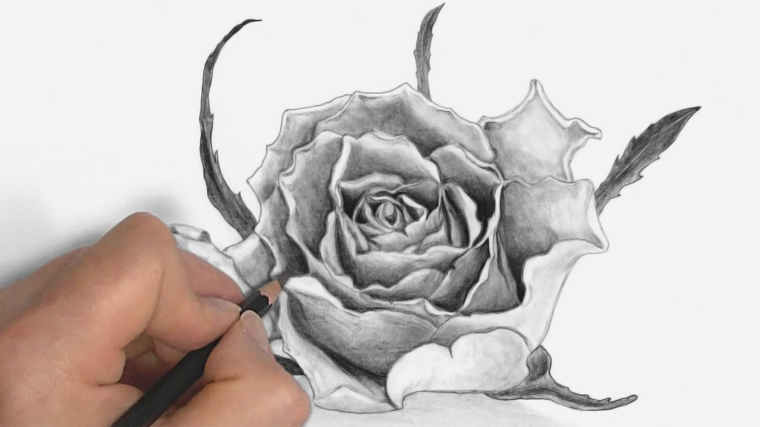 disegni-a-matita-fasi-completamento-realizzazione-rosa-bianco-nero-molto-dettagliata-alcune-foglie-sfondo