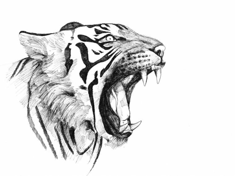 disegni-a-matita-volto-tigre-ruggisce-mostrando-denti-aguzzi-grande-lingua-orecchie-indietro
