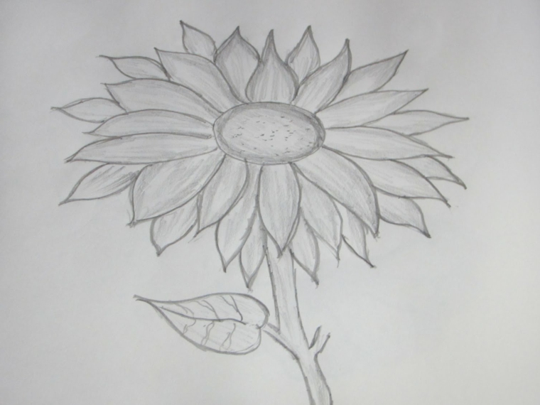 disegni-facili-da-copiare-realizzati-matita-idea-girasole-petali-aperti-piccola-foglia-gampo-sfondo-bianco