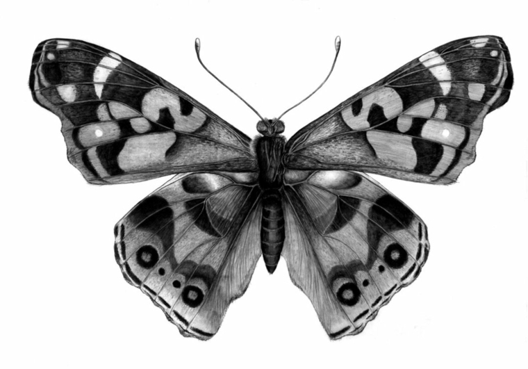 disegni-facili-da-fare-matita-esempio-farfalla-ali-aperte-decorate-bianco-nero-antenne