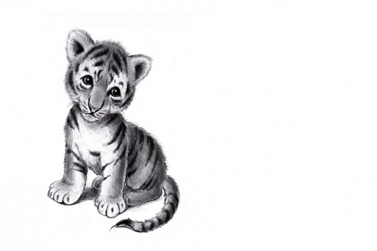 disegni-semplici-idea-matita-raffigurante-piccolo-cucciolo-tigre-sguardo-dolce-dettagli-realistici