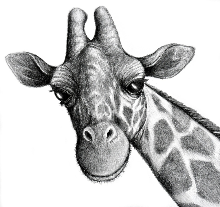 disegni-semplici-matita-primo-piano-muso-collo-giraffa-dettagli-curati-minimi-particolari
