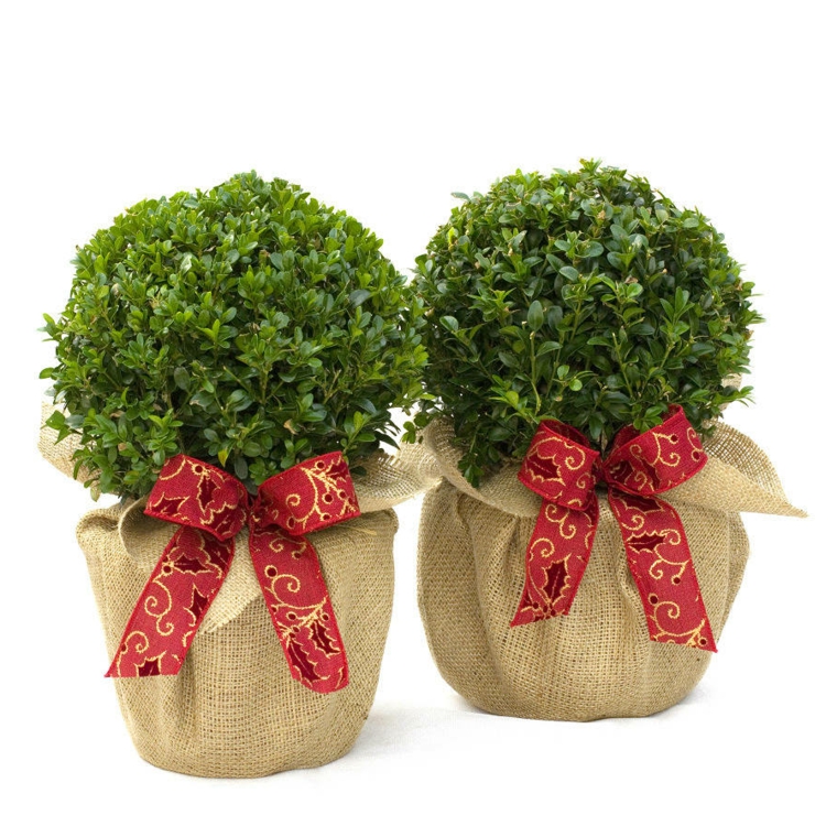 idee-regalo-natale-amanti-piante-vaso-ricoperto-juta-decorato-fiocco-rosso-interno-bosso-potato-forma-sfera