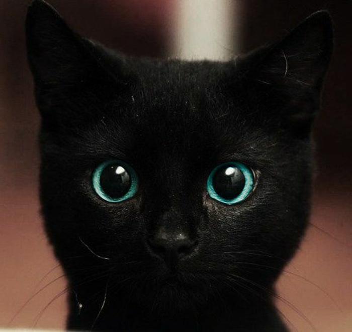 significato-del-colore-degli-occhi-gatto-nero-occhi-blu-naso-piccolo-fortuna-sfortuna