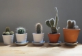Piante da appartamento – idee per una casa allegra e piena di colori
