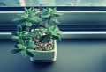Piante da appartamento – idee per una casa allegra e piena di colori