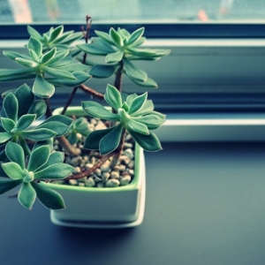 Piante da appartamento – idee per una casa allegra e piena di colori