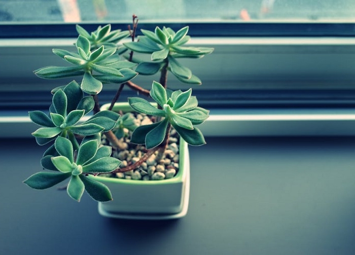 Piante da appartamento – idee per una casa allegra e piena di colori