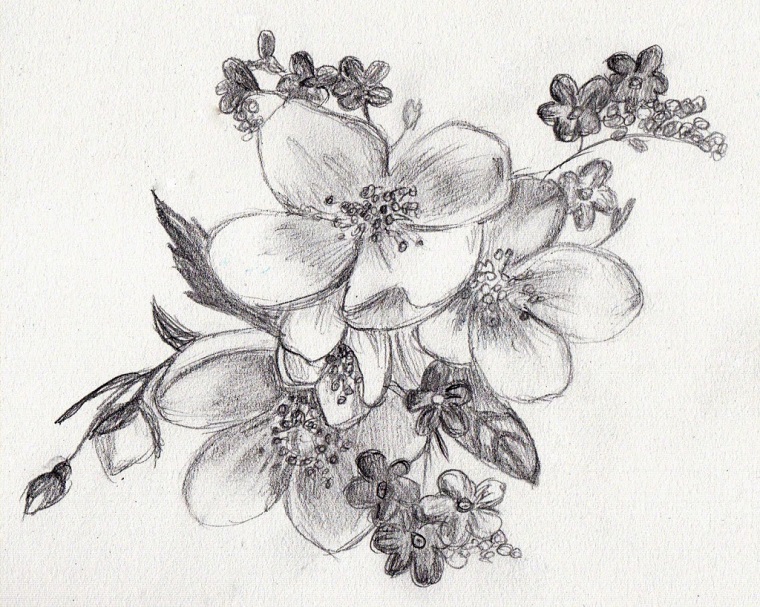 Disegni a matita di fiori, come disegnare con una matita, sfumature su foglio bianco 