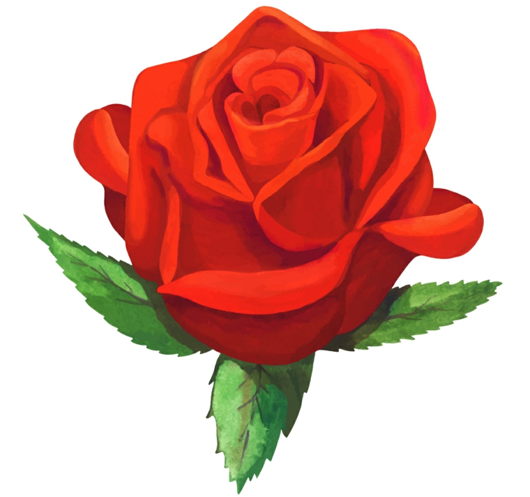 disegno di una rosa rossa tradizionale con tre foglie verde, idea per rose tatuate