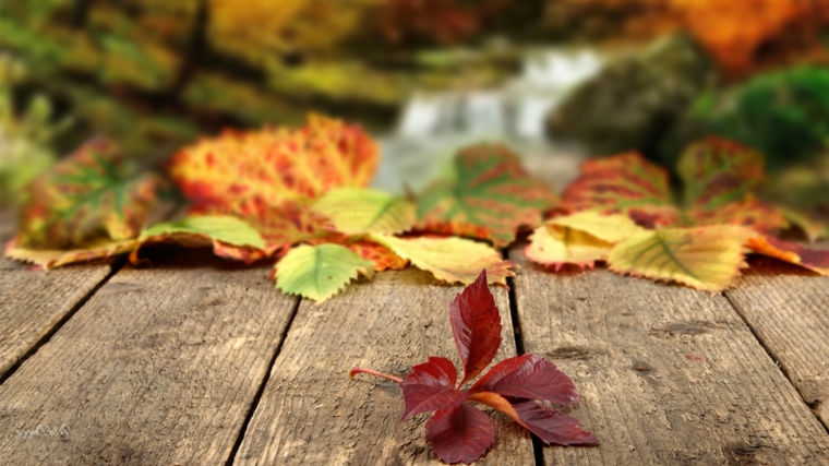 Paesaggi autunnali e un'immagine di ruscello con foglie gialle e rosse cadute