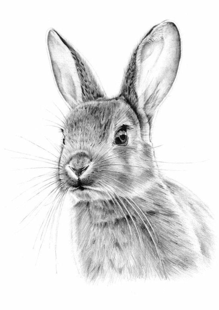 Immagini da disegnare a matita, disegno di un coniglio 