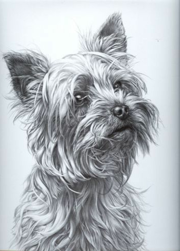 Disegnare con la matita, disegno di un cane, cane con pelo lungo
