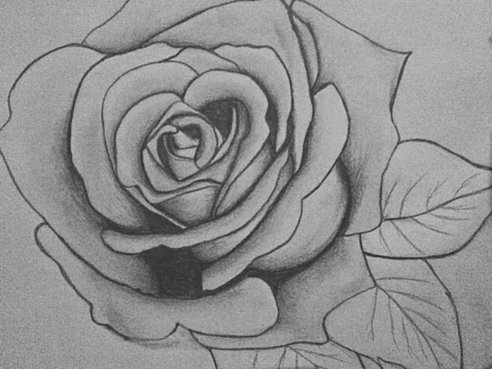 Disegni a matita facili ma belli, disegno di una rosa 