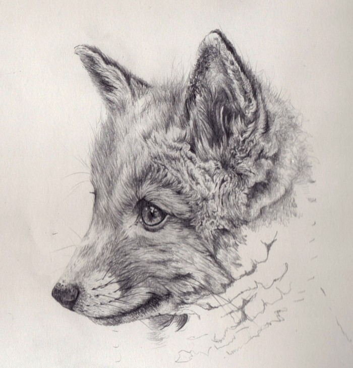 Disegno del viso di un lupo, ritratti a matita 