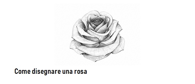 Disegni di fiori a matita, disegno di una rosa, sfumature con chiaro scuro