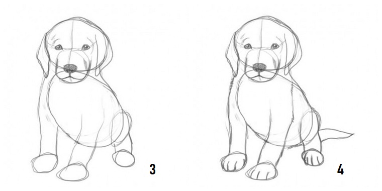 Immagini da ricopiare, come disegnare un cane, cane disegnato a matita