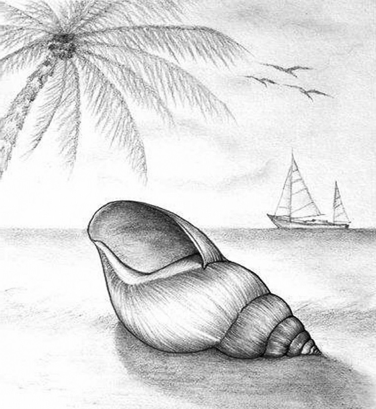 Chiaro scuro con matita, disegno di una conchiglia, mare con palme