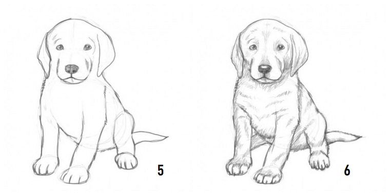 Impara a disegnare, come disegnare un cane, passaggi per disegno di cane