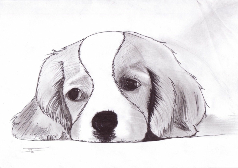 Disegno di un cane, immagini da ricopiare, chiaro scuro a matita