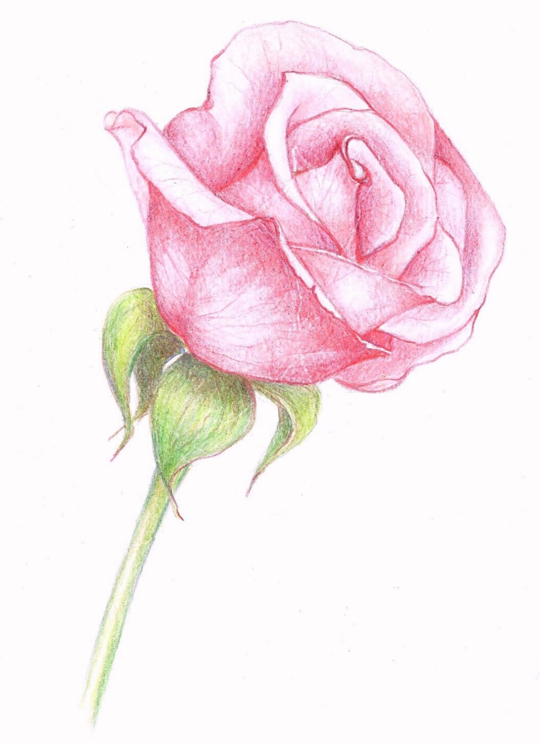 Come disegnare una rosa, petali di colore rosa, stelo e foglie verdi, disegno a matita