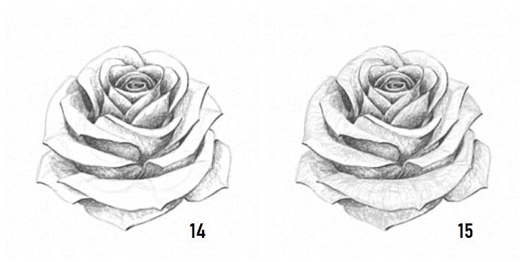 Come disegnare fiori realistici, disegno a matita di una rosa, sfumature con chiaro scuro