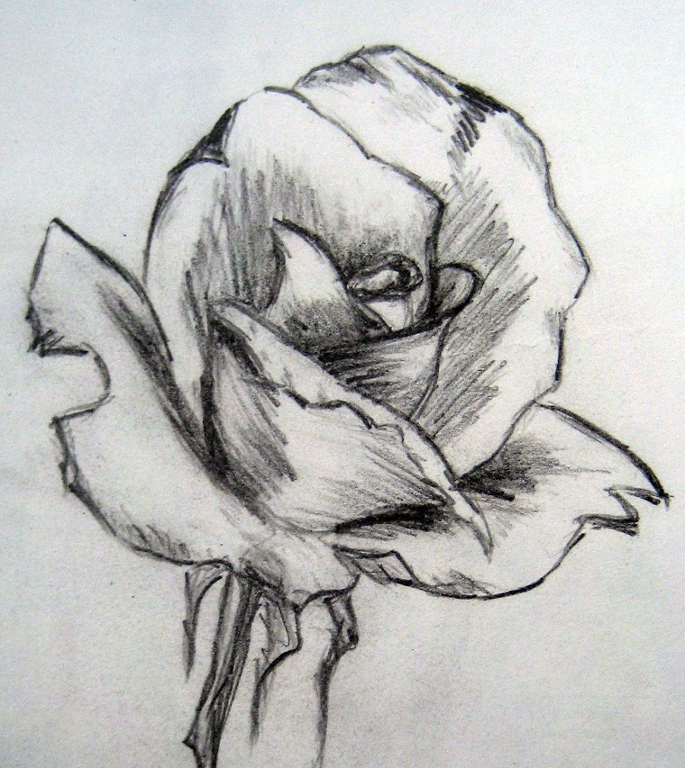 Disegno di una rosa, chiaro scuro con matita, disegni belli ma facili