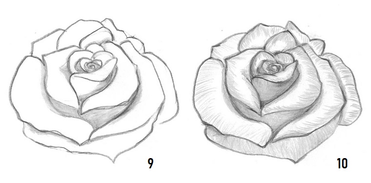 1001 + Idee per Come disegnare una rosa con tutorial