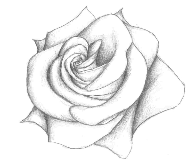Fiori facili da disegnare, disegno di una rosa, schizzo con chiaro scuro