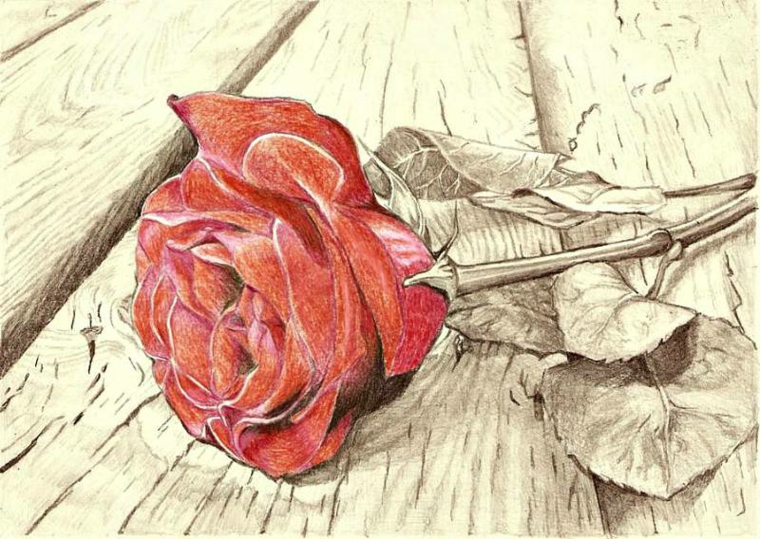 Disegno di una rosa, petali di colore rosso, rosa sul pavimento