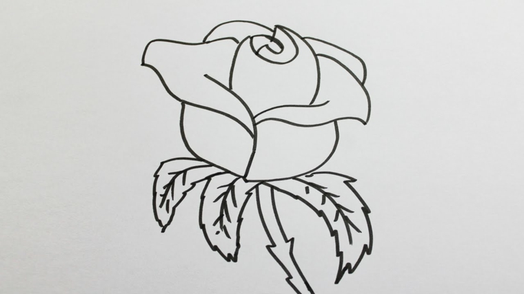 Come disegnare fiori realistici, rosa da colorare, schizzo su foglio bianco