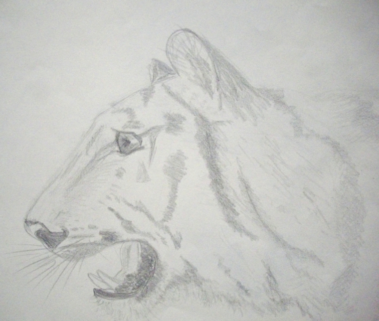 Schizzo a matita, disegno di una tigre, immagini belle da disegnare