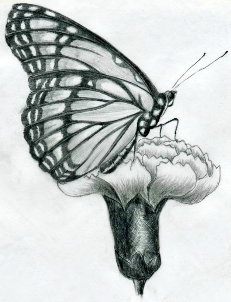 Disegni da copiare facili e belli, schizzo a matita di una farfalla, farfalla su un fiore