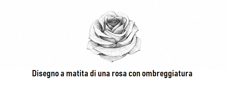 Sfumature con ombreggiatura, disegno di una rosa, rose disegnate
