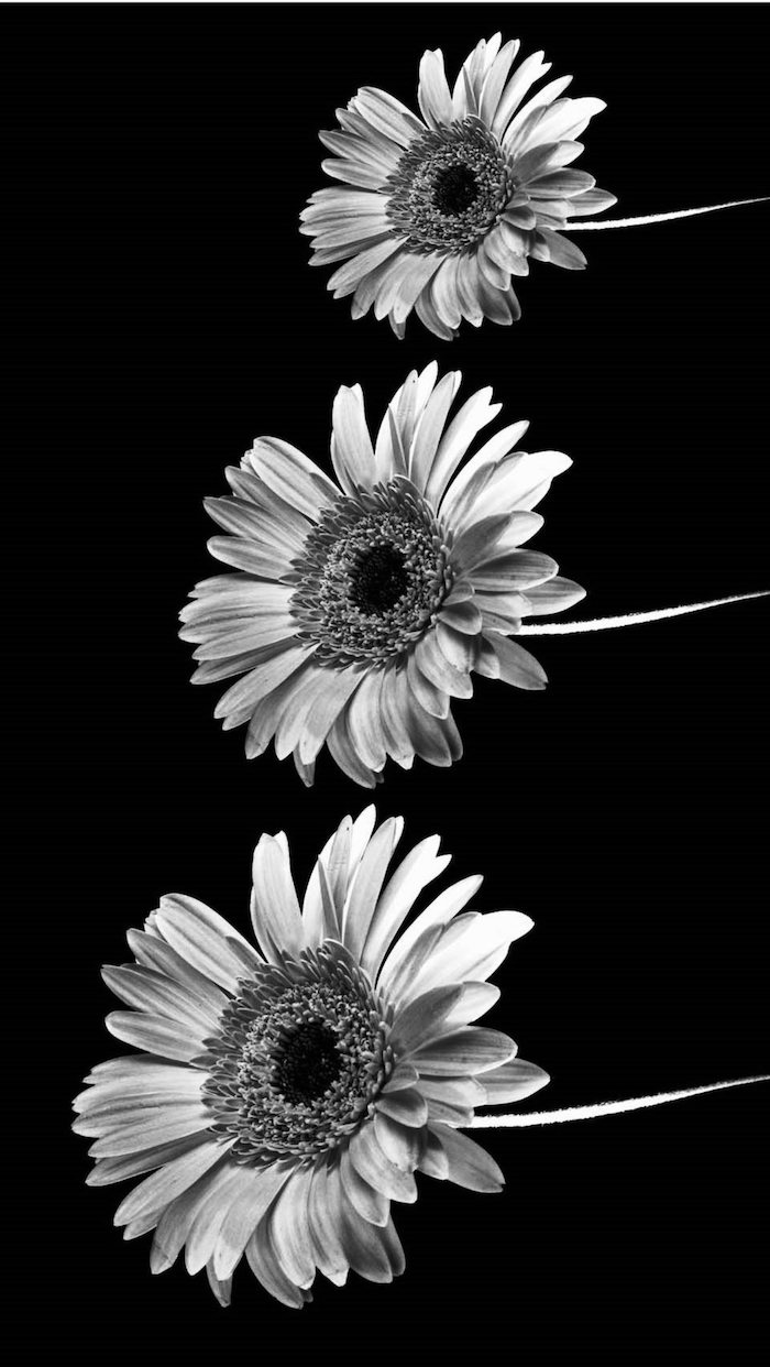 Foto bianco e nera, foto di fiori, foto artistiche tumblr