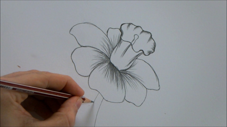 Fiori facili da disegnare, schizzo a matita, fiore con petali