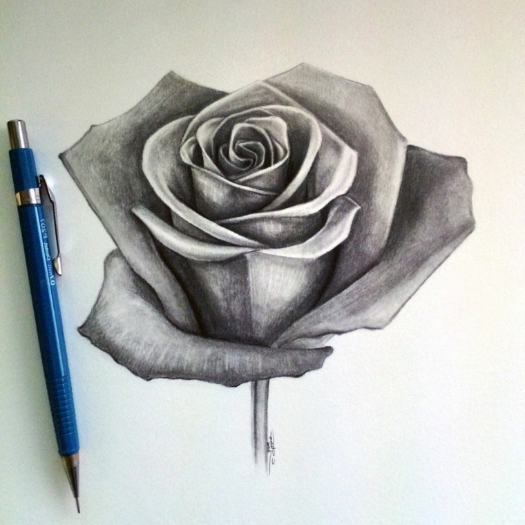 Schizzo a matita di una rosa, disegno su un foglio bianco, petali con punti di luce