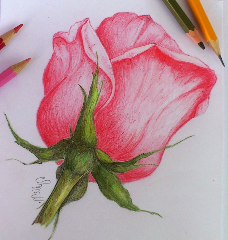 1001 Idee Per Come Disegnare Una Rosa Con Tutorial