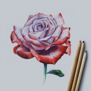 Come disegnare una rosa, 100 immagini a cui ispirarsi