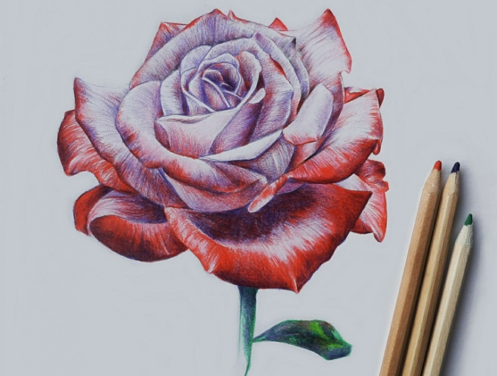 Come disegnare una rosa, 100 immagini a cui ispirarsi